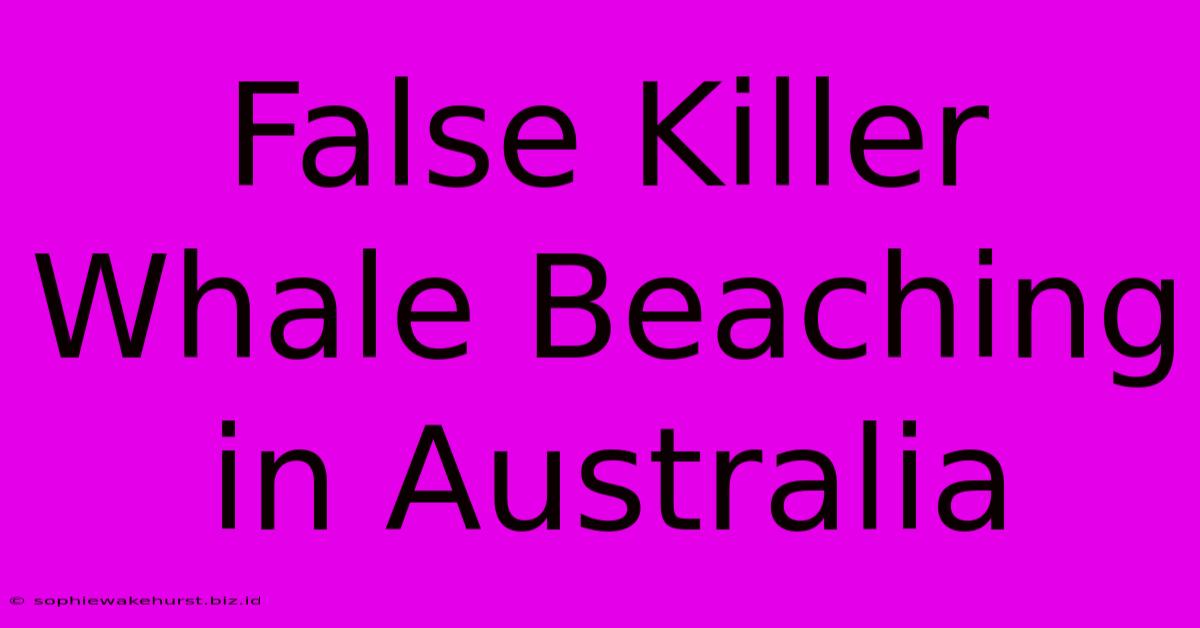 False Killer Whale Beaching In Australia