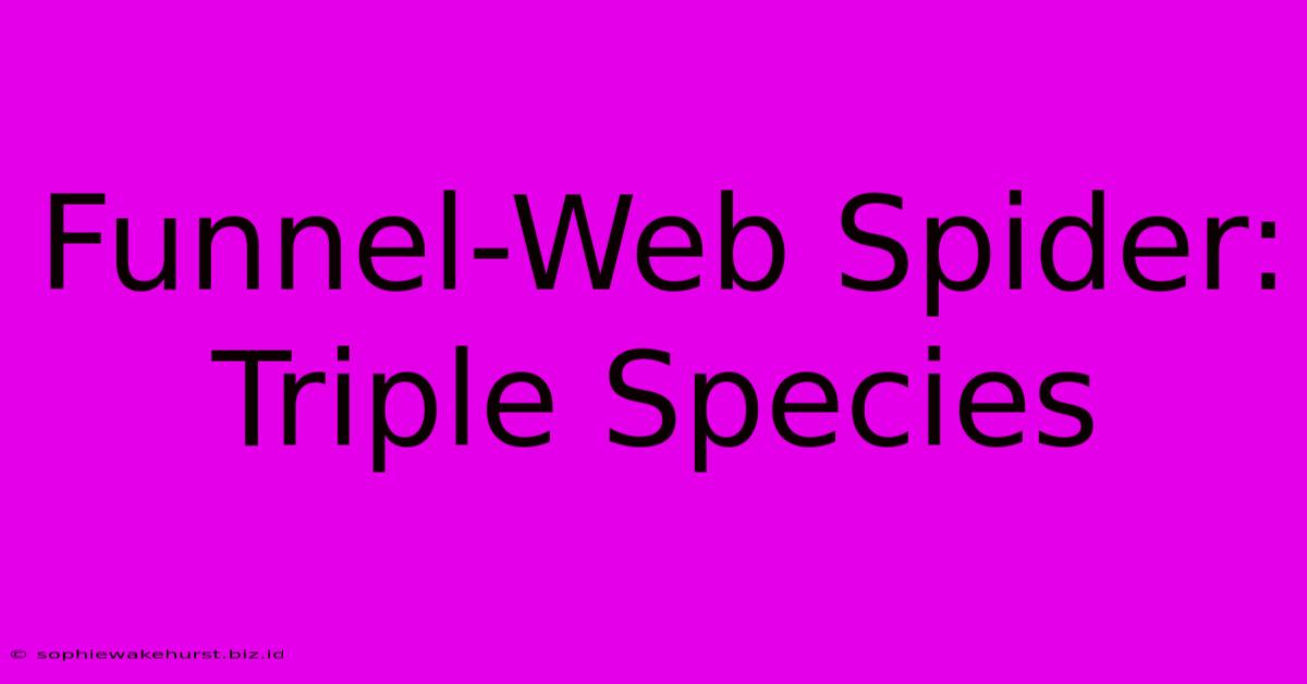 Funnel-Web Spider: Triple Species