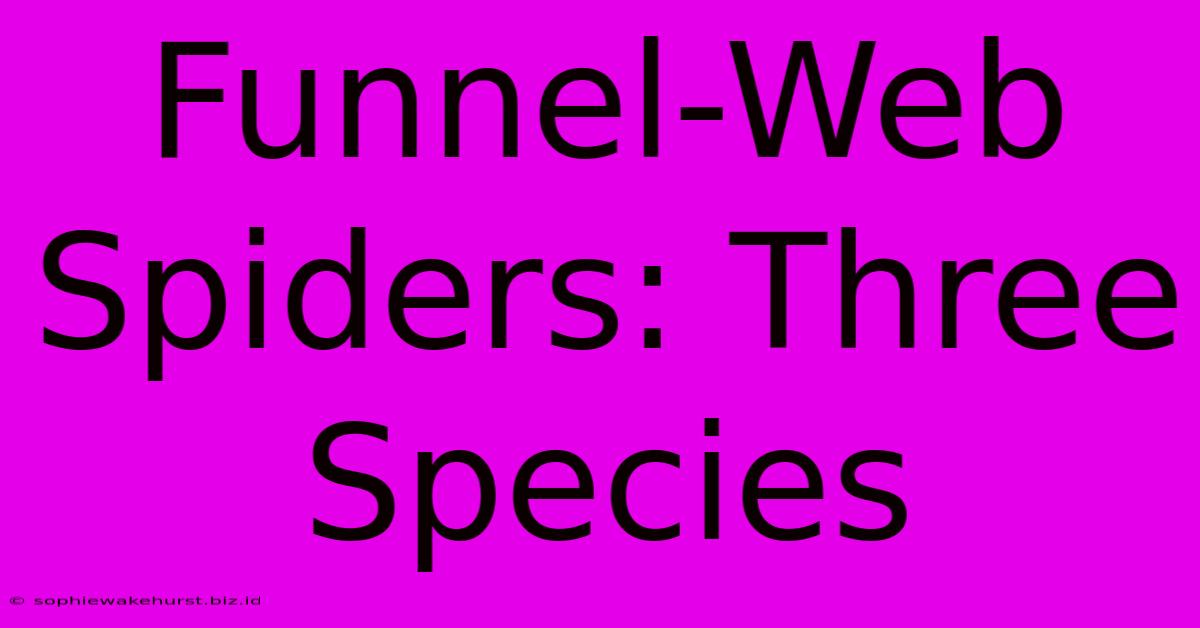 Funnel-Web Spiders: Three Species