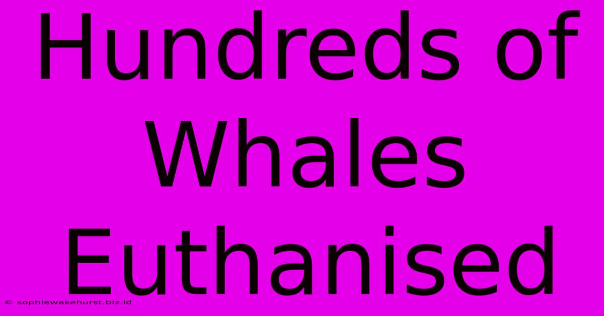 Hundreds Of Whales Euthanised