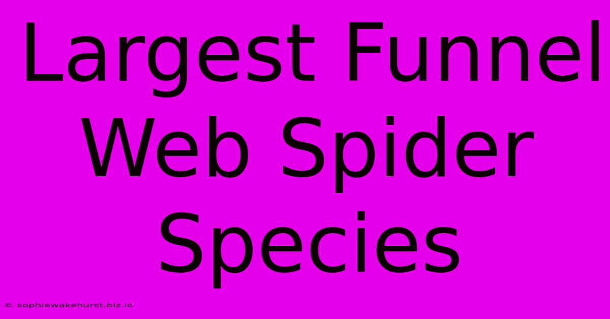 Largest Funnel Web Spider Species