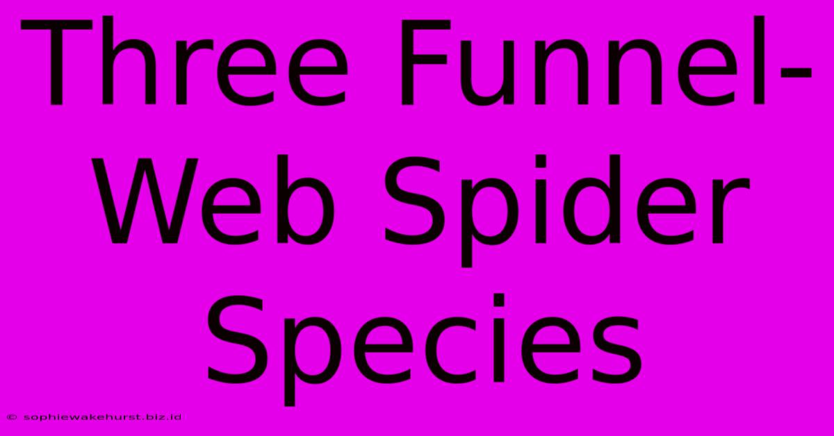 Three Funnel-Web Spider Species