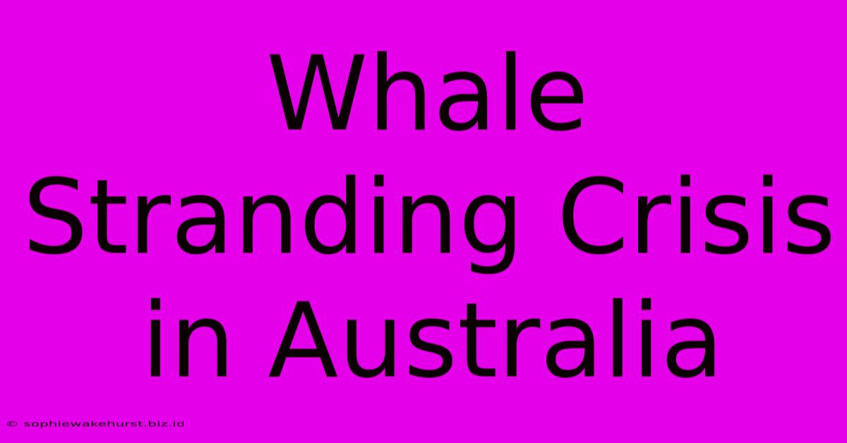 Whale Stranding Crisis In Australia