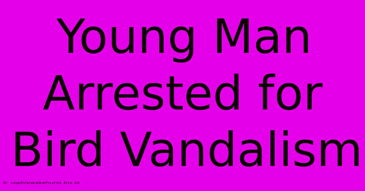 Young Man Arrested For Bird Vandalism